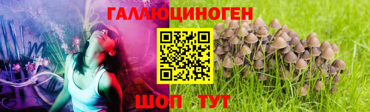 Заводоуковск  Псилоцибиновые грибы прущие грибы  Вход с VPN  Галлюциногенные грибы Psilocybine cubensis 